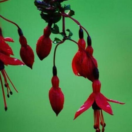 Fuchsia House Villa Knights Town Bagian luar foto