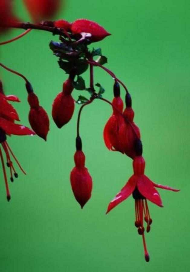 Fuchsia House Villa Knights Town Bagian luar foto